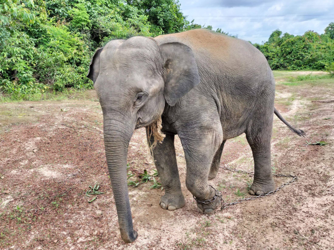 福岡市動物園　アジアゾウ