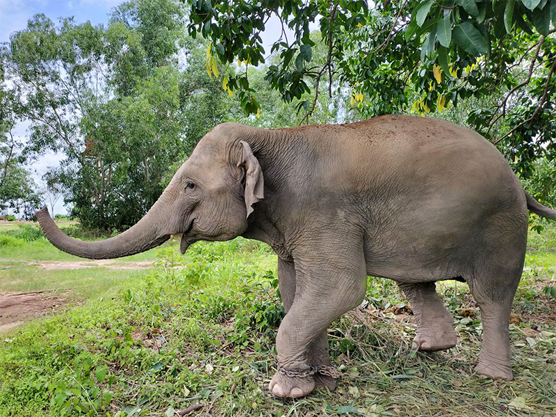 Fukuoka City Zoo Asian Elephant