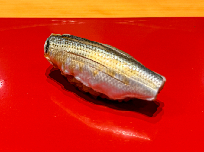 Gizzard shad