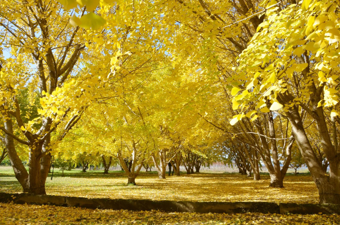 Taiyuan Ginkgo