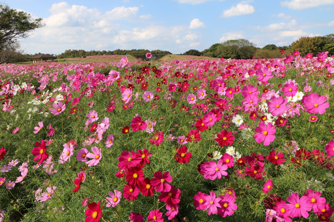 Uminonakamichi National Park: 1 million cosmos flowers