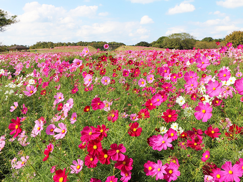 Cosmos Uminaka Flower Festival Uminonakamichi Seaside Park