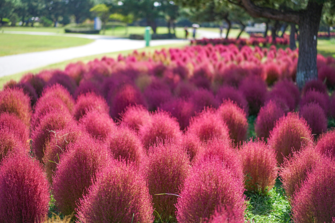 Kochia leaves at Uminonakamichi National Park