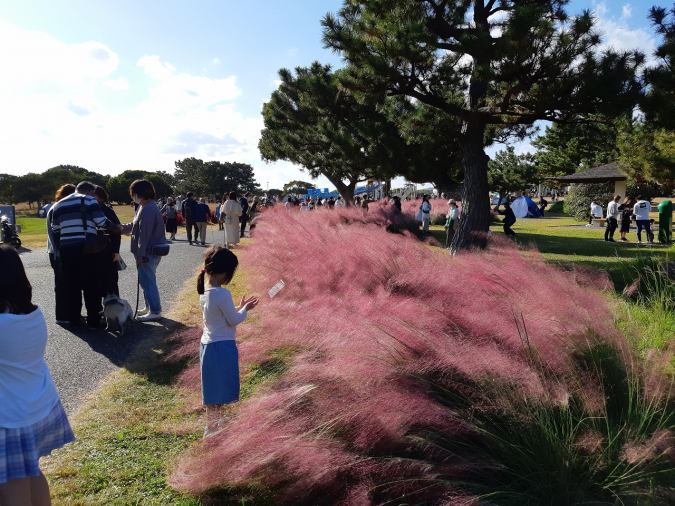 国営海の中道海浜公園　ミューレンベルギア・カピラリス