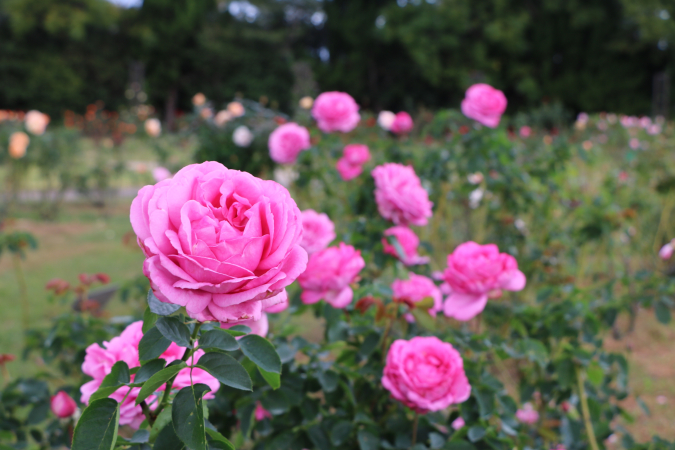 Autumn Roses at Uminonakamichi Seaside Park