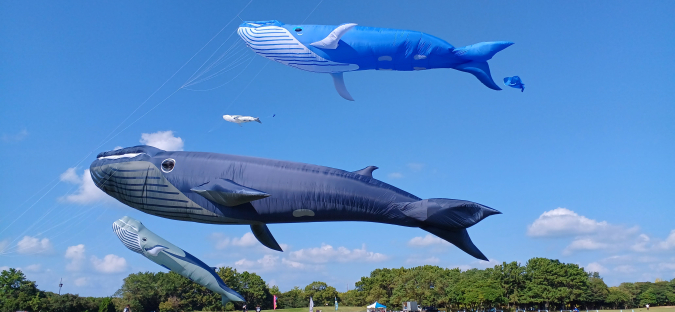 Uminaka Kite Festival at Uminonakamichi National Park