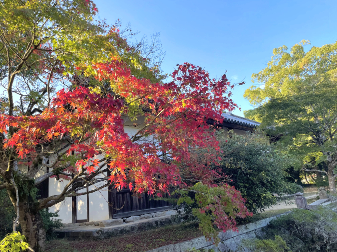 観世音寺　紅葉２