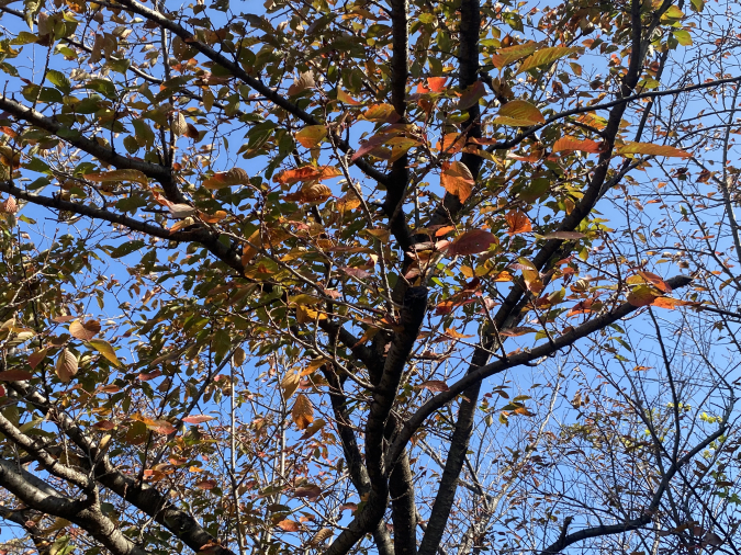 足立公園展望台　紅葉