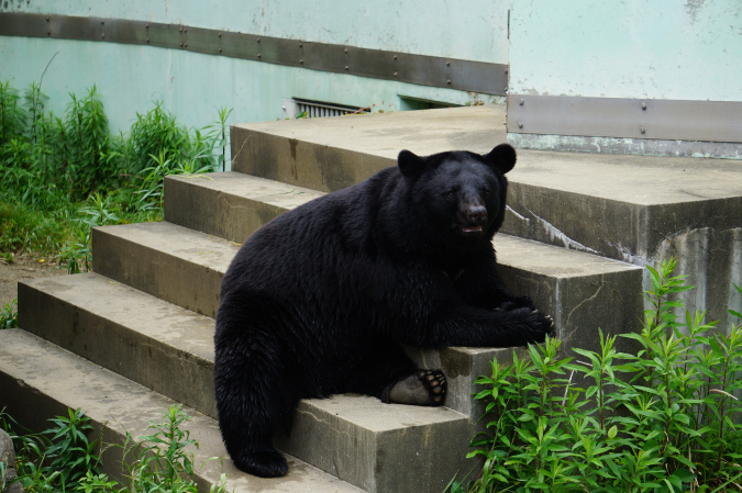 福岡市動物園ツキノワグマ