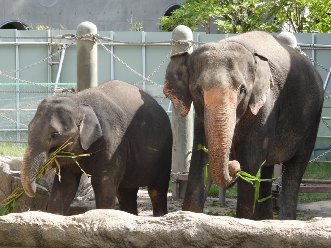 福岡市動物園アジアゾウ