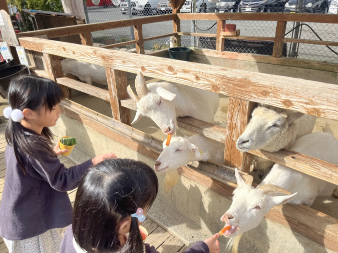 トリアスふれあい動物園 ヤギ