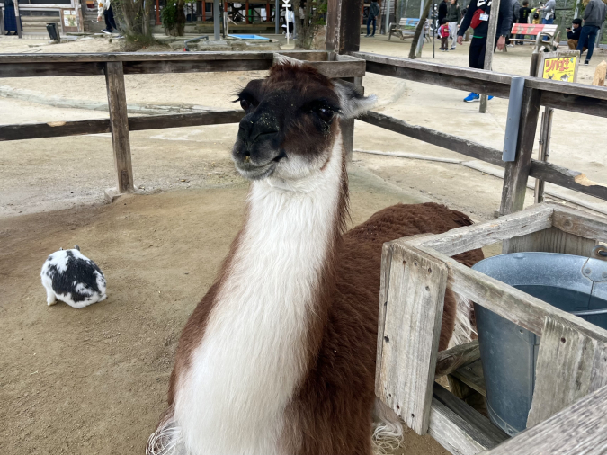 トリアスふれあい動物園 ラマ