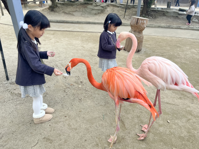 トリアスふれあい動物園 フラミンゴ