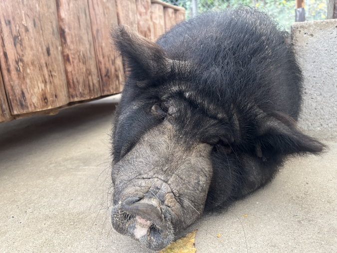 トリアスふれあい動物園 ブタ