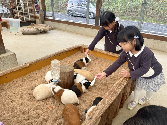 トリアスふれあい動物園 モルモット