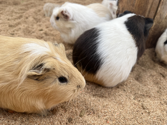 トリアスふれあい動物園 モルモット