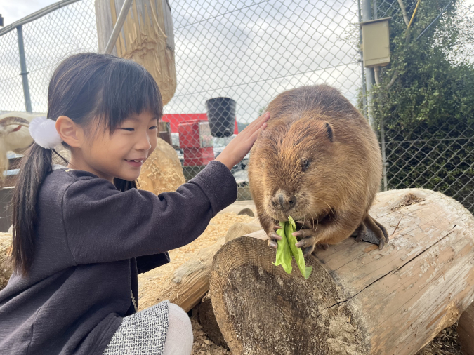 トリアスふれあい動物園 ビーバー