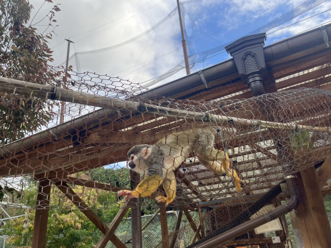 トリアスふれあい動物園 リスザル