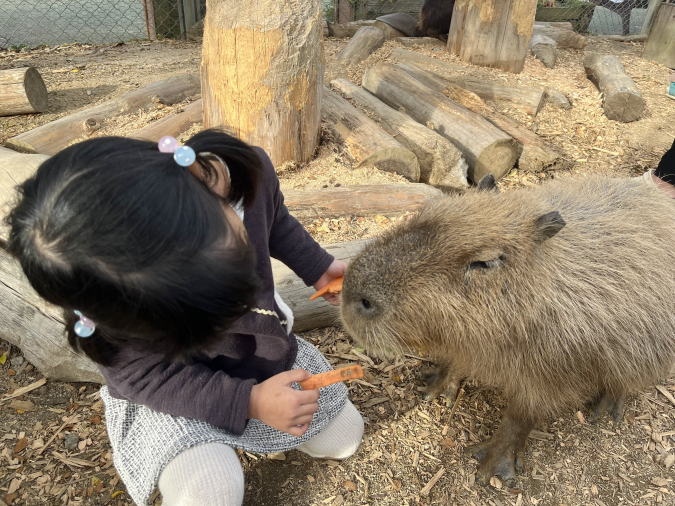 トリアスふれあい動物園 カピバラ