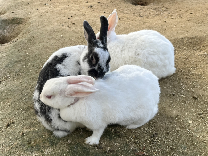 トリアスふれあい動物園 ウサギ