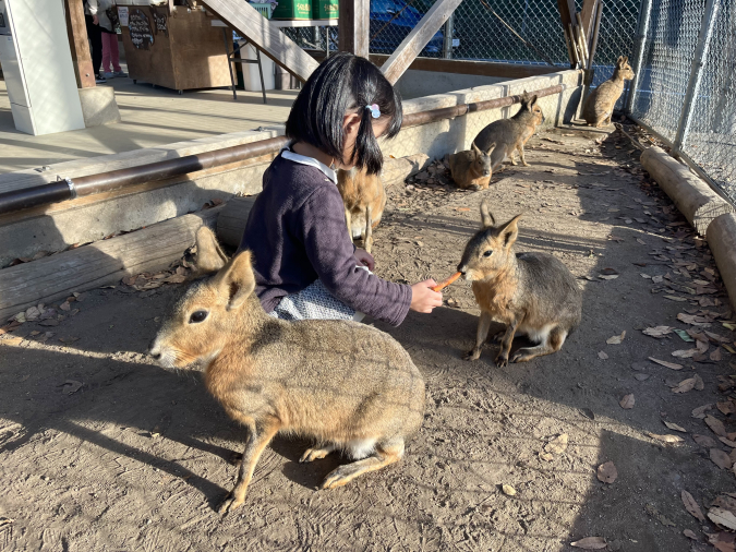 トリアスふれあい動物園 マーラ