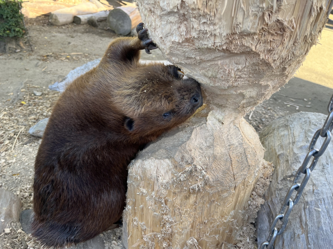 トリアスふれあい動物園 ビーバー