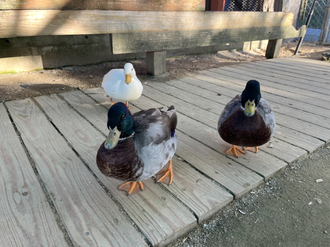 トリアスふれあい動物園 アヒル