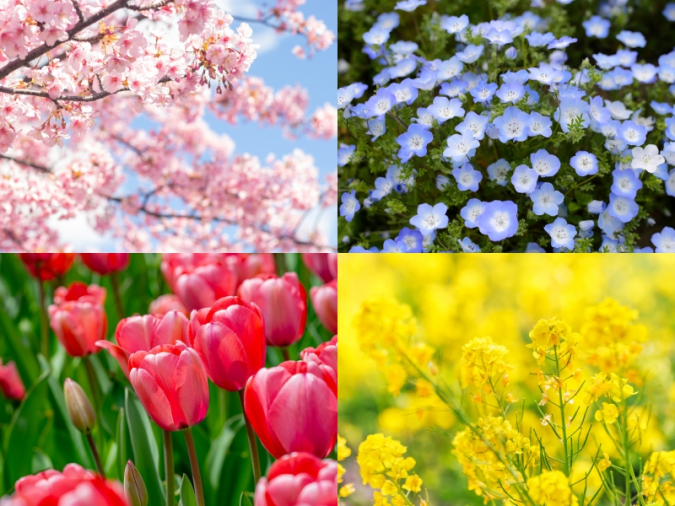 ネモフィラ・チューリップ・菜の花