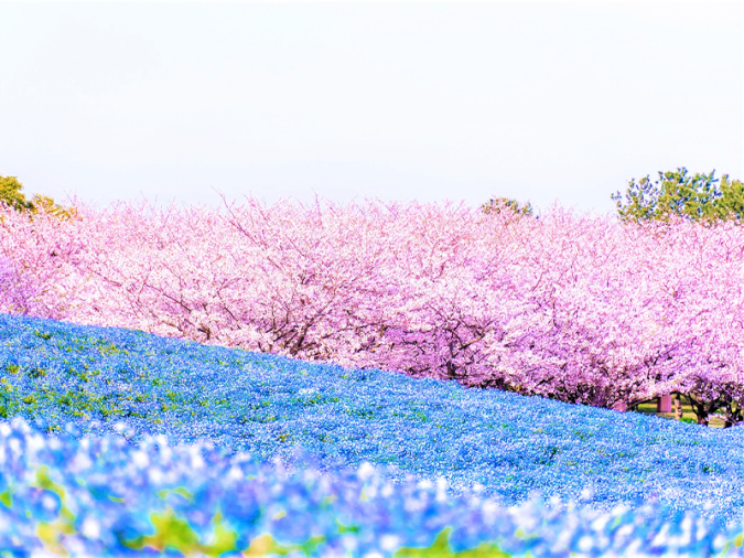 国営海の中道海浜公園・桜とネモフィラ