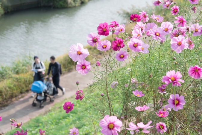 久留米市　コスモス街道
