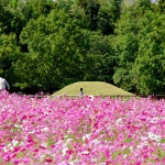 平原歴史公園コスモス