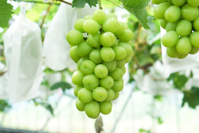 つばめマルシェ with FUKU MARCHE STORE シャインマスカット