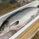 アクアマリン糸島 サーモン