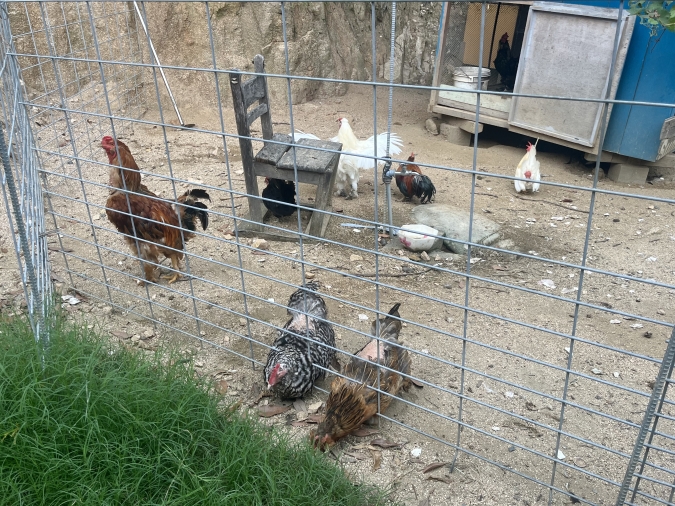 アクアマリン糸島 ニワトリ