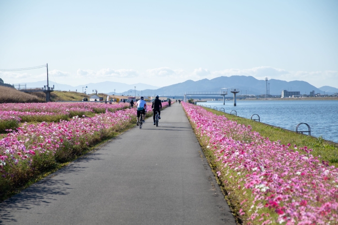 水巻コスモス園