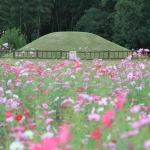 平原歴史公園コスモス