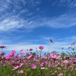 立花商事コスモス園