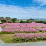 立花商事コスモス園