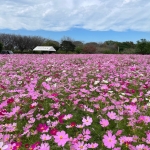 立花商事コスモス園