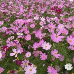 立花商事コスモス園