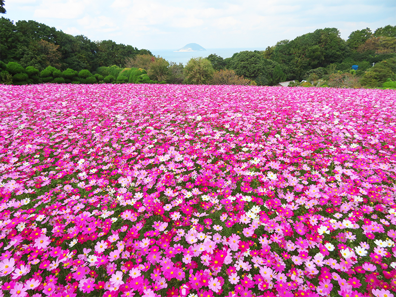 のこのしまアイランドパーク コスモス