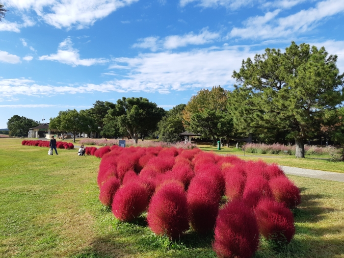 うみなか*はなまつり2025 コキア