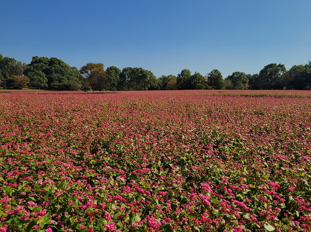 うみなか*はなまつり2025 赤ソバ
