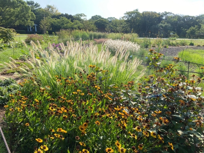 うみなか*はなまつり2025 ペレニアルガーデン