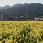 「福ふくの里」の菜の花畑