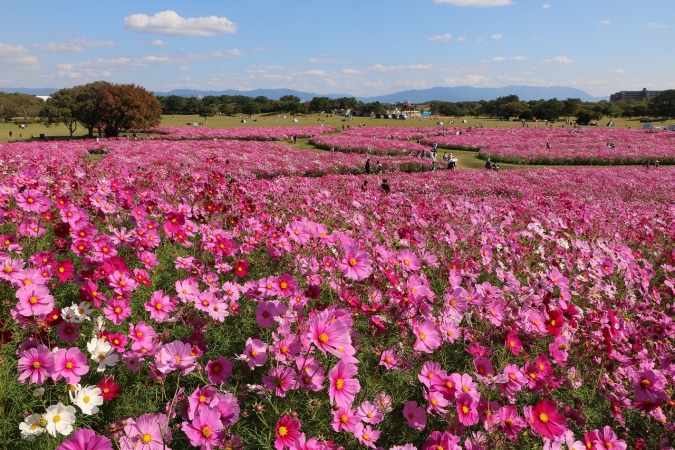 うみなか＊はなまつり2025　コスモス