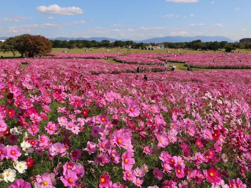 うみなか*はなまつり2025 コスモス