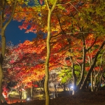 宝満宮竈門神社・紅葉ライトアップ