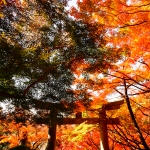 宝満宮竈門神社・紅葉