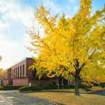 石橋文化センター　紅葉イチョウ